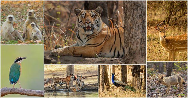 Pench - For those with a penchant for wildlife