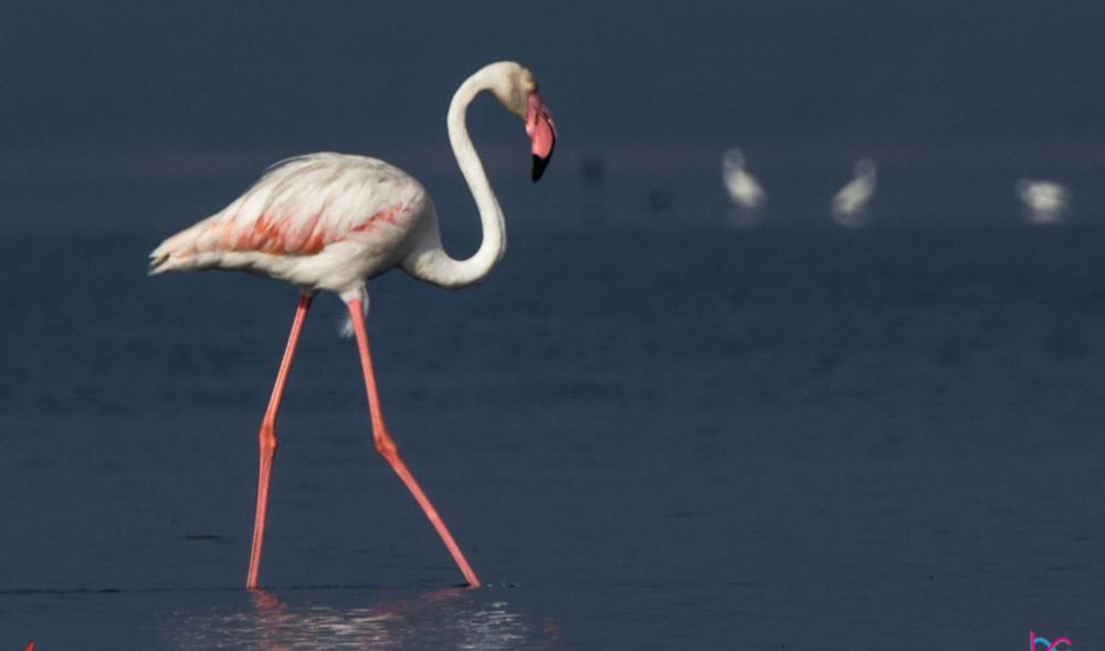 Flamingo Spotting - Nature Camp at Tada